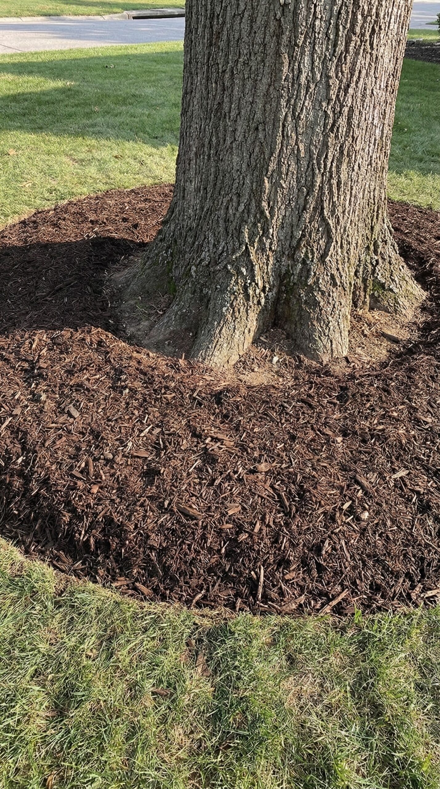 drip_system_01 Driveway before and after soft washing at Sandy Springs home